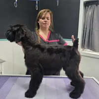 Fettuccine, a female Giant Schnauzer for sale in Parker, CO – Photo 3 of 4