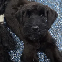 Fettuccine, a female Giant Schnauzer for sale in Parker, CO – Photo 1 of 4