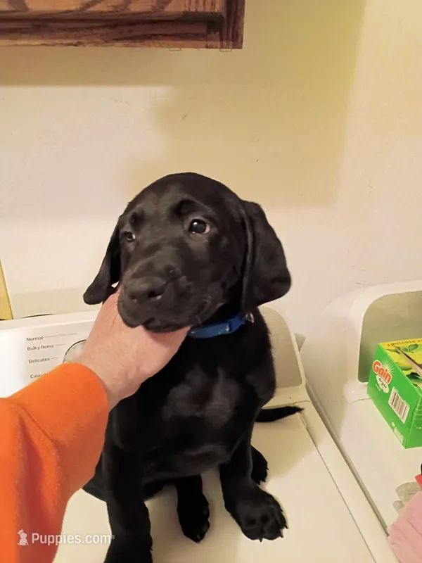 Blue colar – Labrador Retriever puppy for sale in River Falls, WI