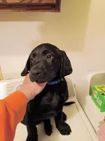 Blue colar, a male Labrador Retriever for sale in River Falls, WI – Photo 1 of 5