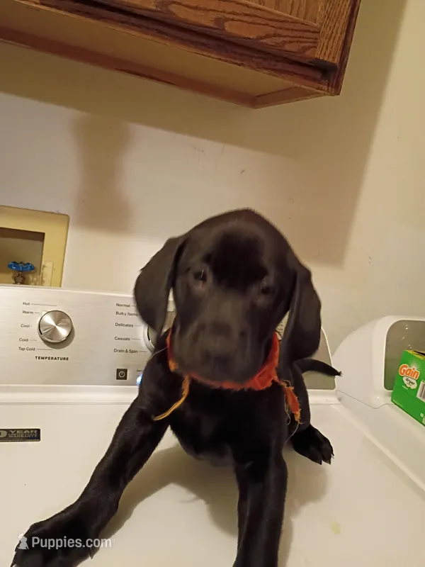 Pink collar – Labrador Retriever puppy for sale in River Falls, WI