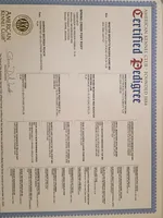 Pink collar, a female Labrador Retriever for sale in River Falls, WI – Photo 5 of 5