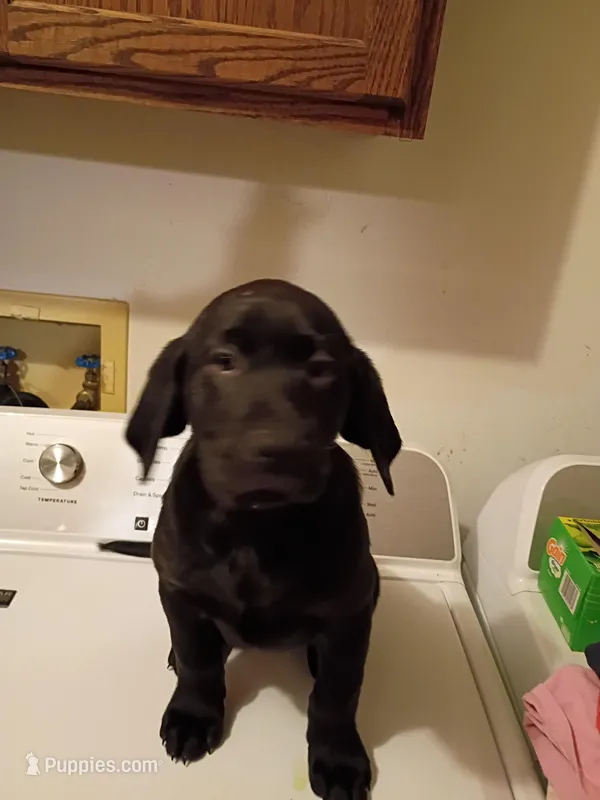 Green colar – Labrador Retriever puppy for sale in River Falls, WI