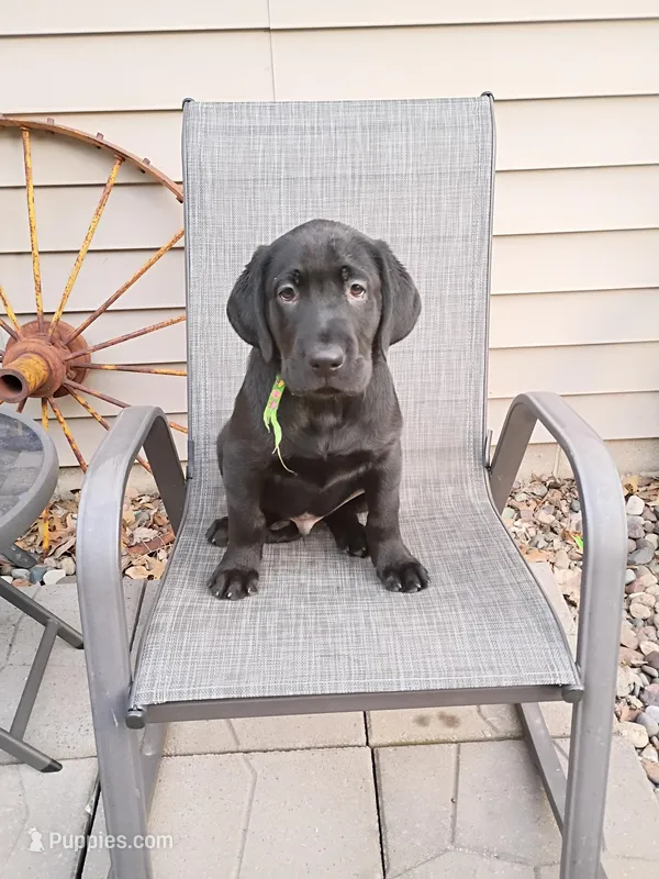 Green colar – Labrador Retriever puppy for sale in River Falls, WI