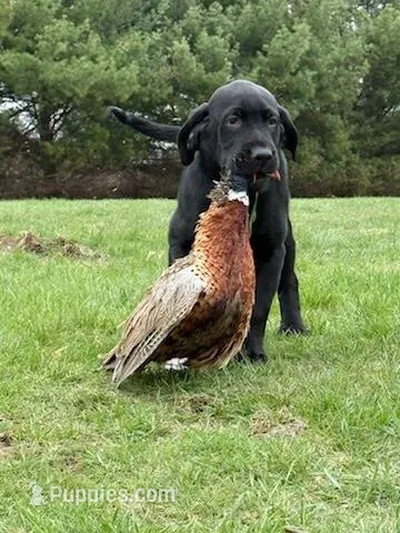 Green colar – Labrador Retriever puppy for sale in River Falls, WI
