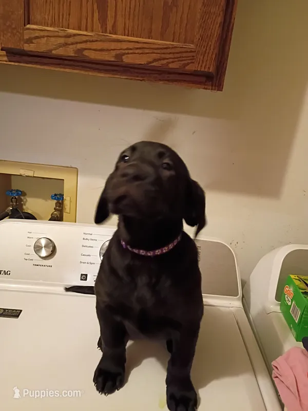 Purple colar – Labrador Retriever puppy for sale in River Falls, WI