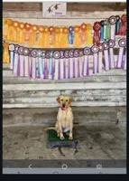 Purple colar, a female Labrador Retriever for sale in River Falls, WI – Photo 3 of 5