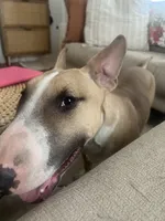 Pope, a male Bull Terrier for sale in South Amboy, NJ – Photo 3 of 3