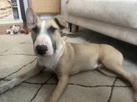 Pope, a male Bull Terrier for sale in South Amboy, NJ – Photo 1 of 3