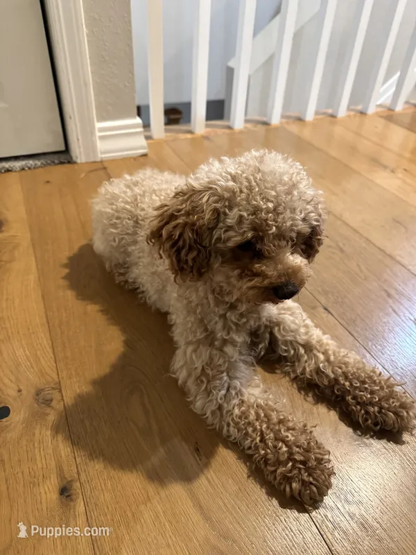 Cocopop – Poodle - Toy  puppy for sale in Panama City Beach, FL