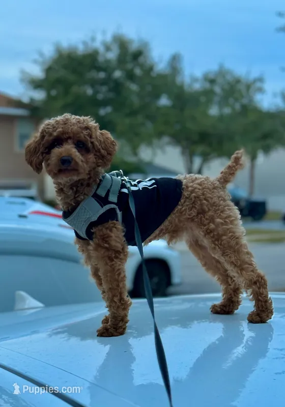 Cocopop – Poodle - Toy  puppy for sale in Panama City Beach, FL