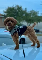 Cocopop, a male Poodle - Toy  for sale in Panama City Beach, FL – 1 of 2