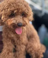 Cocopop, a male Poodle - Toy  for sale in Panama City Beach, FL – 2 of 2