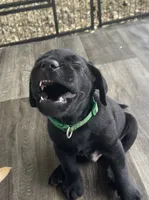 AKC Trigger ( green collar), a male Labrador Retriever for sale in Clinton, NC – 2 of 7