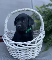Trigger ( green collar), a male Labrador Retriever for sale in Clinton, NC – 2 of 3
