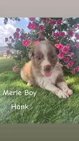 Hank, a male Australian Shepherd for sale in Clinton, NC – 1 of 1