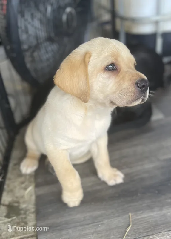 Chief  – Labrador Retriever puppy for sale in Clinton, NC