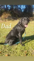 AKC Gauge (blue collar), a male Labrador Retriever for sale in Clinton, NC – 7 of 7