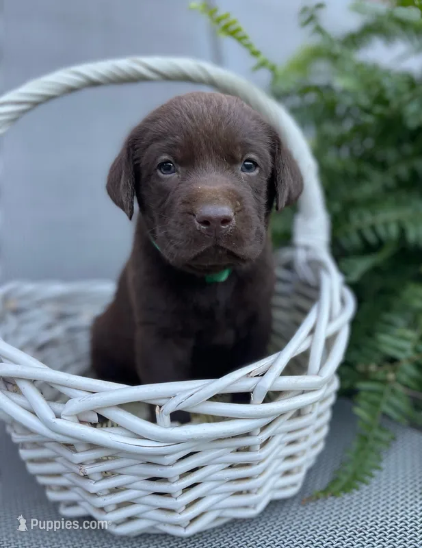 Drake – Labrador Retriever puppy for sale in Clinton, NC