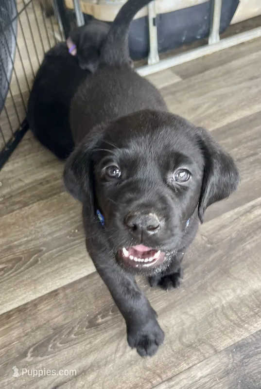 Gauge (blue collar) – Labrador Retriever puppy for sale in Clinton, NC