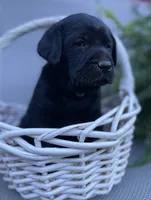 Ruger (camo collar), a male Labrador Retriever for sale in Clinton, NC – 4 of 4