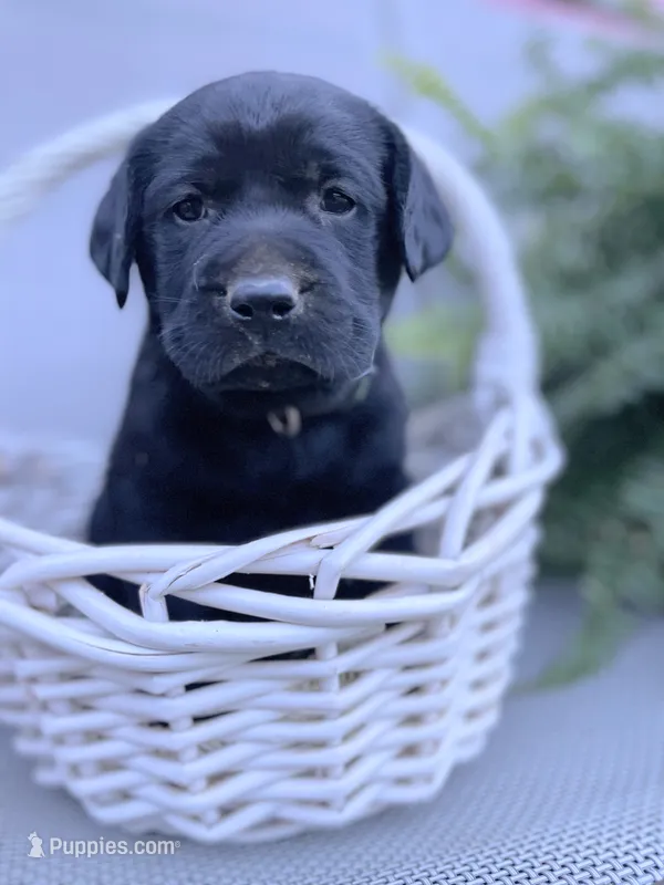 Ruger (camo collar) – Labrador Retriever puppy for sale in Clinton, NC