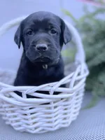 Ruger (camo collar), a male Labrador Retriever for sale in Clinton, NC – 1 of 4