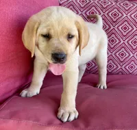 AKC Chief , a male Labrador Retriever for sale in Clinton, NC – 2 of 8