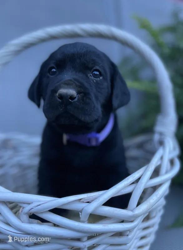 Tracker (purple collar) – Labrador Retriever puppy for sale in Clinton, NC