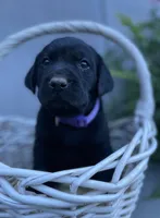 Tracker (purple collar), a male Labrador Retriever for sale in Clinton, NC – 1 of 3