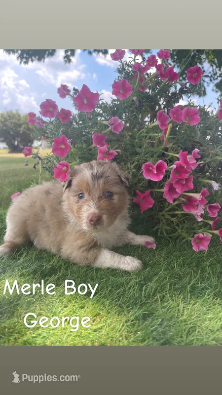 George – Australian Shepherd puppy for sale in Clinton, NC