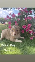 George, a male Australian Shepherd for sale in Clinton, NC – 1 of 2