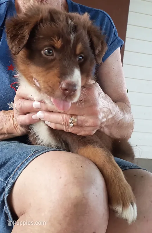 Cody – Australian Shepherd puppy for sale in Clinton, NC