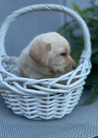 AKC Chief , a male Labrador Retriever for sale in Clinton, NC – 5 of 8