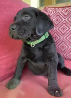 AKC Trigger ( green collar), a male Labrador Retriever for sale in Clinton, NC – 1 of 7
