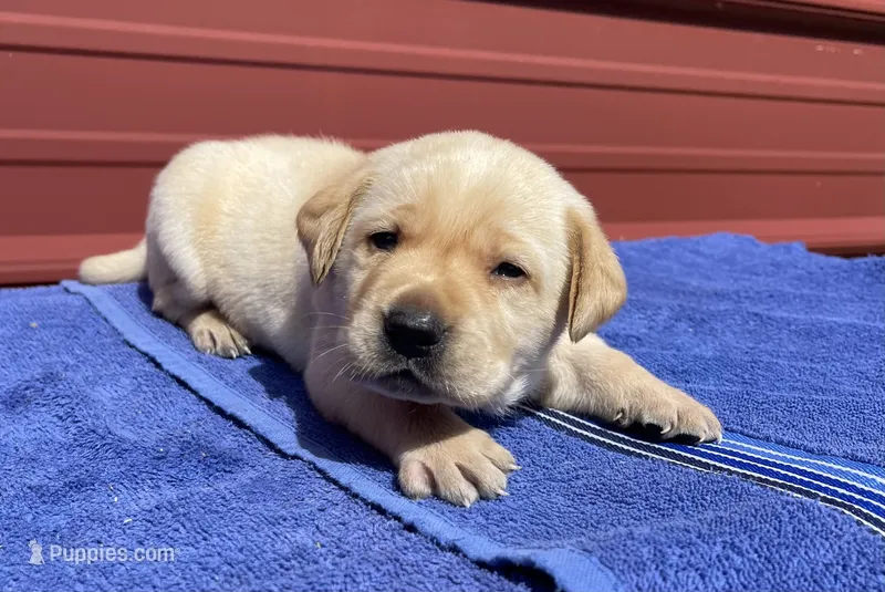 Chief  – Labrador Retriever puppy for sale in Clinton, NC