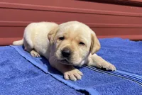 Chief , a male Labrador Retriever for sale in Clinton, NC – 1 of 1