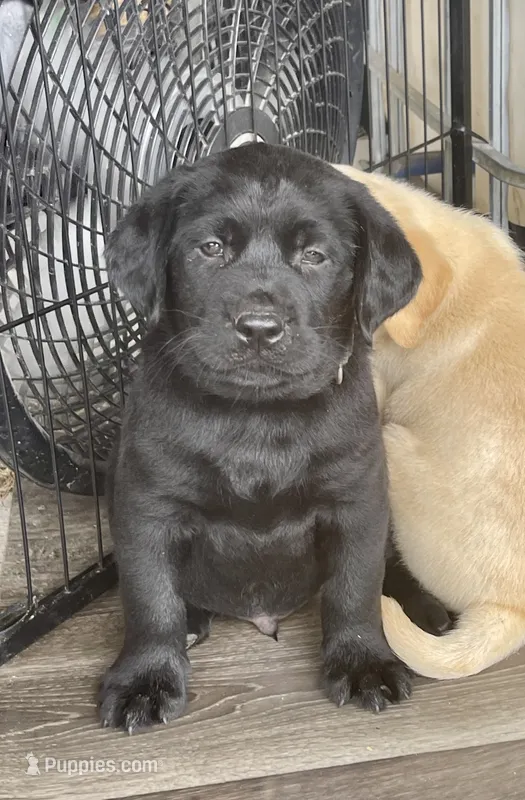 Ruger (camo collar) – Labrador Retriever puppy for sale in Clinton, NC