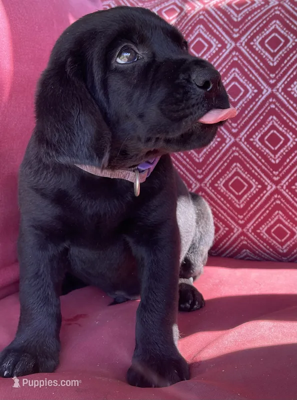 AKC Tracker (purple collar) – Labrador Retriever puppy for sale in Clinton, NC