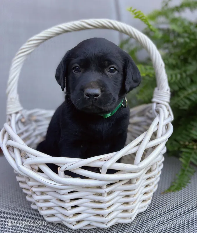 Trigger ( green collar) – Labrador Retriever puppy for sale in Clinton, NC