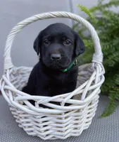 Trigger ( green collar), a male Labrador Retriever for sale in Clinton, NC – 1 of 3
