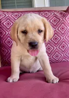 AKC Chief , a male Labrador Retriever for sale in Clinton, NC – 1 of 8