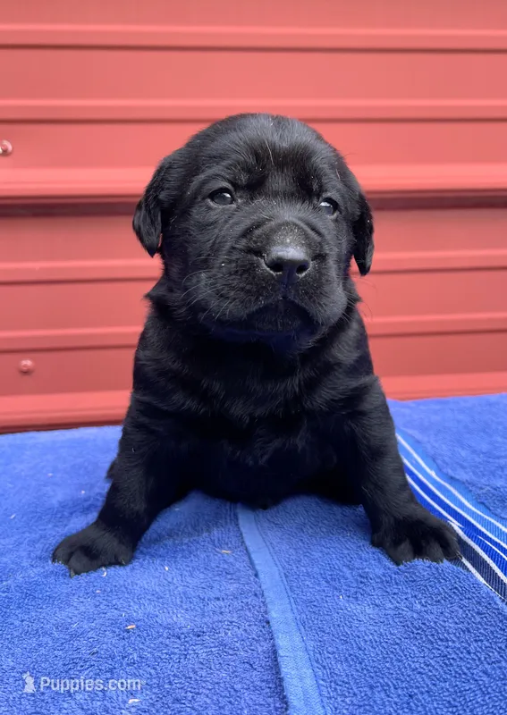 Ruger – Labrador Retriever puppy for sale in Clinton, NC