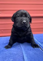 Ruger, a male Labrador Retriever for sale in Clinton, NC – 1 of 1