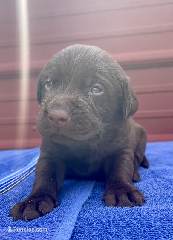 Drake – Labrador Retriever puppy for sale in Clinton, NC