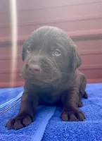 Drake, a male Labrador Retriever for sale in Clinton, NC – 1 of 2
