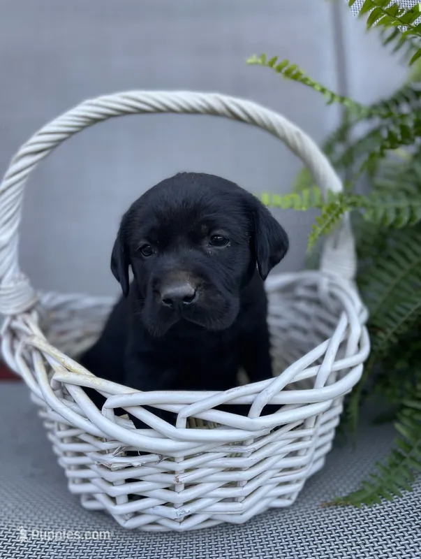Gauge (blue collar) – Labrador Retriever puppy for sale in Clinton, NC