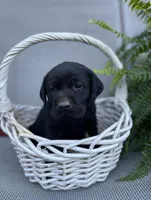 Gauge (blue collar), a male Labrador Retriever for sale in Clinton, NC – 2 of 2