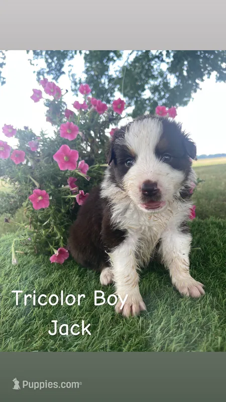 Jack  – Australian Shepherd puppy for sale in Clinton, NC