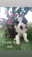 Jack , a male Australian Shepherd for sale in Clinton, NC – 1 of 1